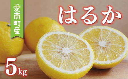 はるか 5kg みかん あいなんマザーズ