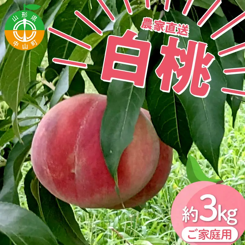 【ご家庭用】令和9年産 先行受付 農家直送「白桃」約3kg(6～11玉) 品種おまかせ 山形県 中山町 F4A-0471