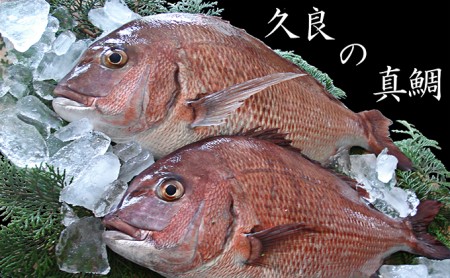 久良 の まだい 2尾 合計 3kg 以上 15000円 真鯛 たい タイ 2匹 刺身 刺し身 養殖 取り寄せ お取り寄せ 鮮魚 冷蔵 鍋 お造り 魚 海鮮 鮮魚 海鮮鍋 鯛 マダイ 年末年始 お祝い 父の日 母の日 敬老の日 誕生日 米寿 紅白 お正月 めでたい 久良漁業協同組合 愛南町 愛媛県