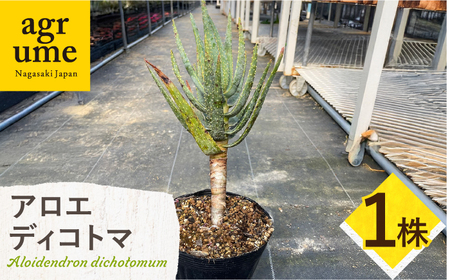 アロエ ディコトマ 1株 長与町／アグリューム Aloidendron dichotomum（Aloe dichotoma）[EAI138] 