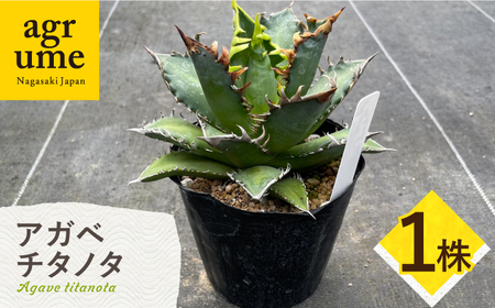 Agave titanota アガベ チタノタ 1株 長与町/アグリューム[EAI151] 