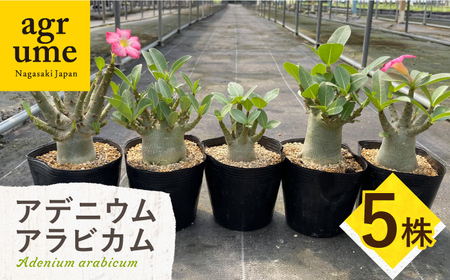Adenium arabicum アデニウム アラビカム 5株 長与町/アグリューム[EAI160] 