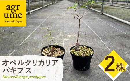 Operculicarya pachypus オペルクリカリア パキプス ２株 長与町/アグリューム[EAI162] 