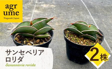 サンセベリア ロリダ Sansevieria rorida 2株 長与町/アグリューム[EAI167] 