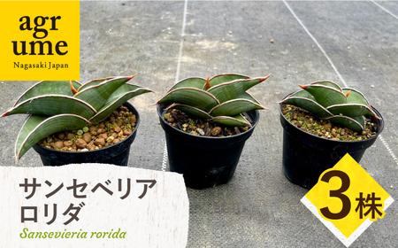サンセベリア ロリダ Sansevieria rorida 3株 長与町/アグリューム[EAI168] 