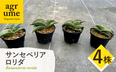 サンセベリア ロリダ Sansevieria rorida 4株 長与町/アグリューム[EAI169] 