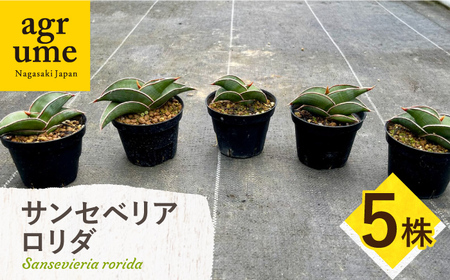 サンセベリア ロリダ Sansevieria rorida 5株 長与町/アグリューム[EAI170] 