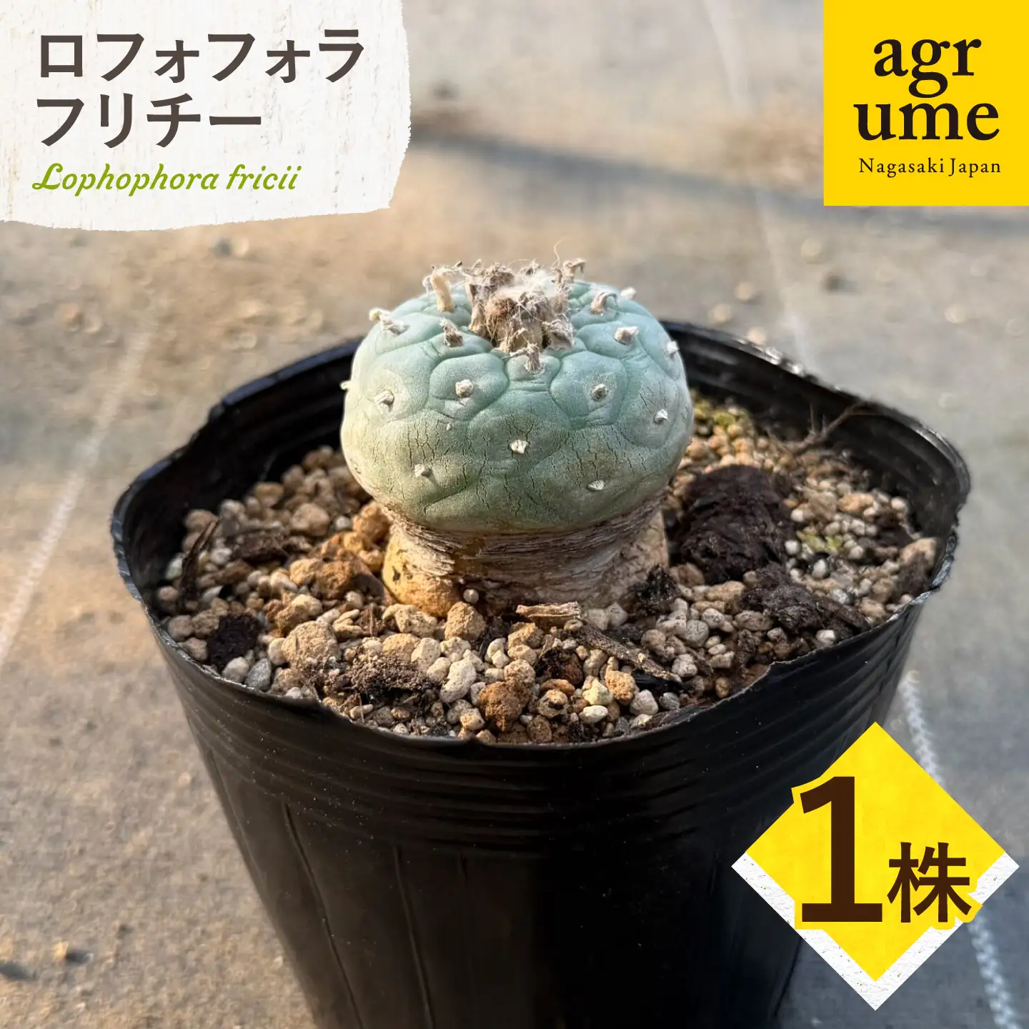ロフォフォラ 銀冠玉 Lophophora fricii １株 長与町/アグリューム[EAI176] 