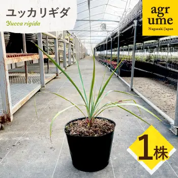 Yucca rigida ユッカ リギダ 1株 長与町/アグリューム[EAI183] 