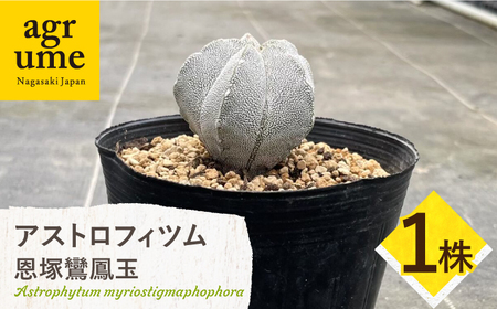 astrophytum myriostigma cv. onzuka アストロフィツム 恩塚鸞鳳玉 長与町/アグリューム[EAI189] 