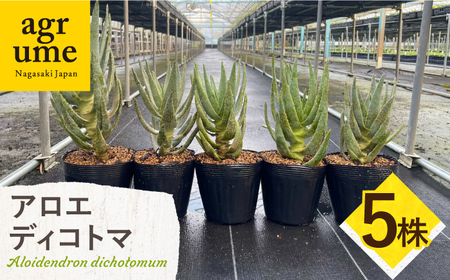 アロエ ディコトマ 5株 Aloidendron dichotomum（Aloe dichotoma）長与町/アグリューム[EAI192] 