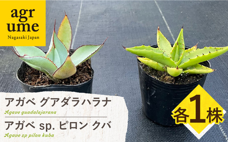 アガベ グアダラハラナ ＆ アガベ sp. ピロン クバ 各1株 Agave guadalajarana ＆ Agave sp pilon kuba 長与町/アグリューム[EAI202] 