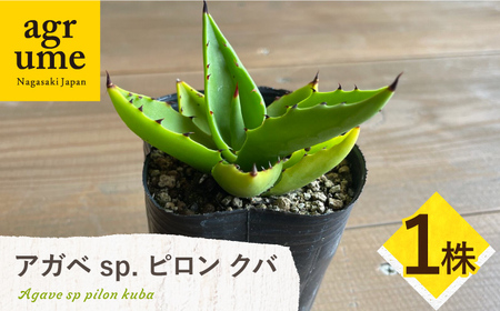 アガベ sp. ピロン クバ 1株 Agave sp pilon kuba 長与町/アグリューム[EAI203] 