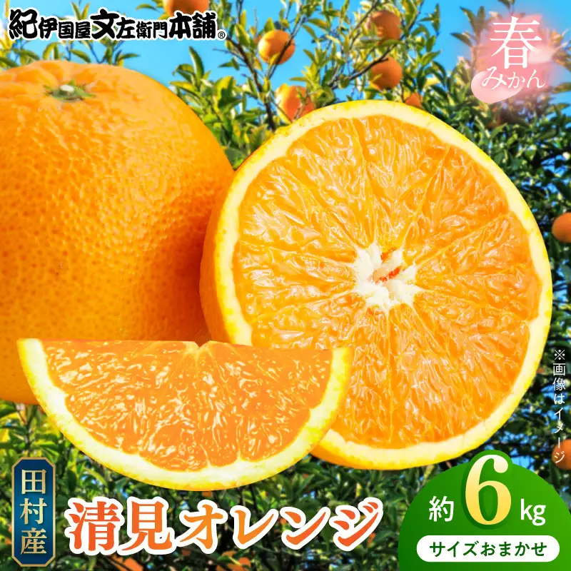 【2027年先行予約】清見オレンジ 約6kg 湯浅町田村産 春みかん （果実サイズおまかせ）/ 紀伊国屋文左衛門本舗_V7307
