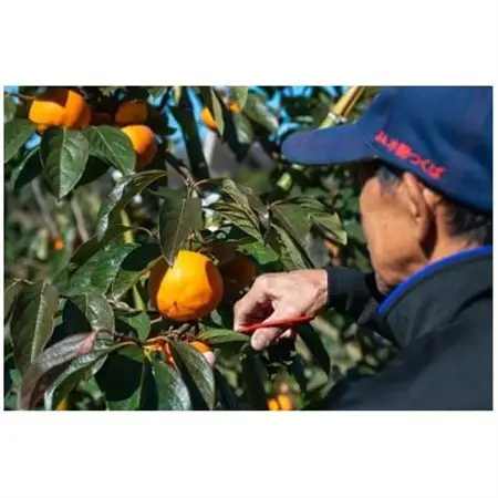 秋の柿三種(太豊・陽豊・富有から三種類)セット　合計10～14個　約3.5kg_果物・フルーツ 柿（カキ）  かき_【1565566】
