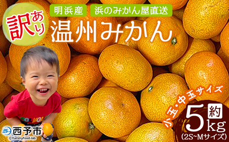 ＜訳あり 温州みかん 約5kg＞ 小玉 中玉 明浜産 果物 フルーツ 蜜柑 うんしゅうみかん ウンシュウミカン 柑橘 家庭用 浜のみかん屋 直送 愛媛県 西予市【常温】『2025年11月上旬～2026年2月上旬迄に順次出荷』AHM0019