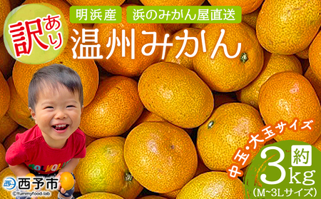 ＜訳あり 温州みかん 約3kg＞ 中玉 大玉 明浜産 果物 フルーツ 蜜柑 うんしゅうみかん ウンシュウミカン 柑橘 家庭用 浜のみかん屋 直送 愛媛県 西予市【常温】『2025年11月上旬～2026年2月上旬迄に順次出荷』AHM0020