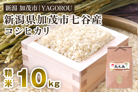 【令和8年産新米先行予約】七谷産コシヒカリ 精米10kg 《10月上旬～順次出荷》