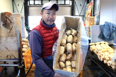 千葉県れんこん部門注文数最上位達成！【訳あり】無選別 神崎町ふるさと れんこん（1.5～2kg）[013-a008]