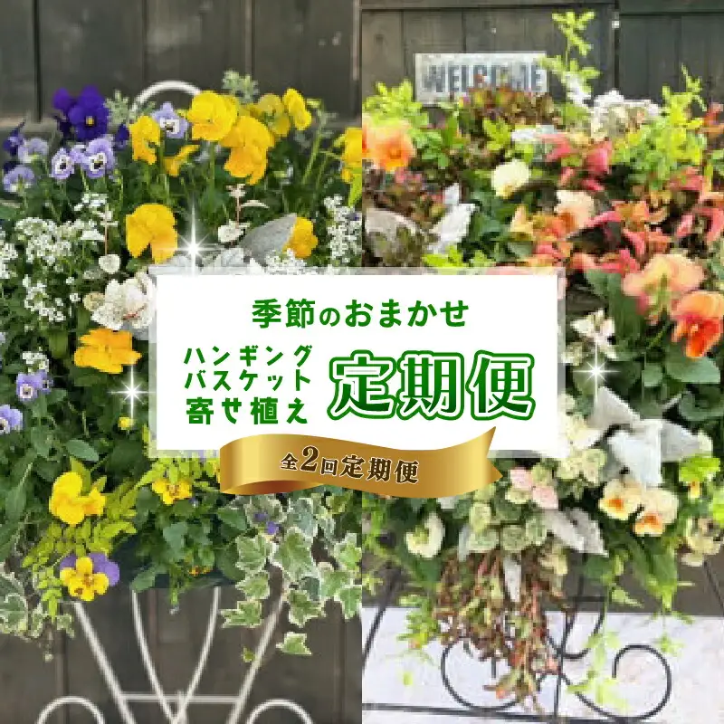 【全2回定期便】 【オンライン決済限定】 花 ハンギングバスケット 寄せ植え 生花 自然 お花 植物 フラワー ギフト ガーデニング 飾り 庭 ベランダ 壁掛け 贈り物 おすすめ オススメ 静岡県 藤枝市 |    
