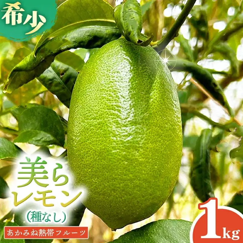 【種なし】あかみね熱帯フルーツの美らレモン 約1kg - 国産 希少種 果汁 たっぷり 使いやすい 檸檬 れもん Lemon おすすめ 沖縄県 八重瀬町