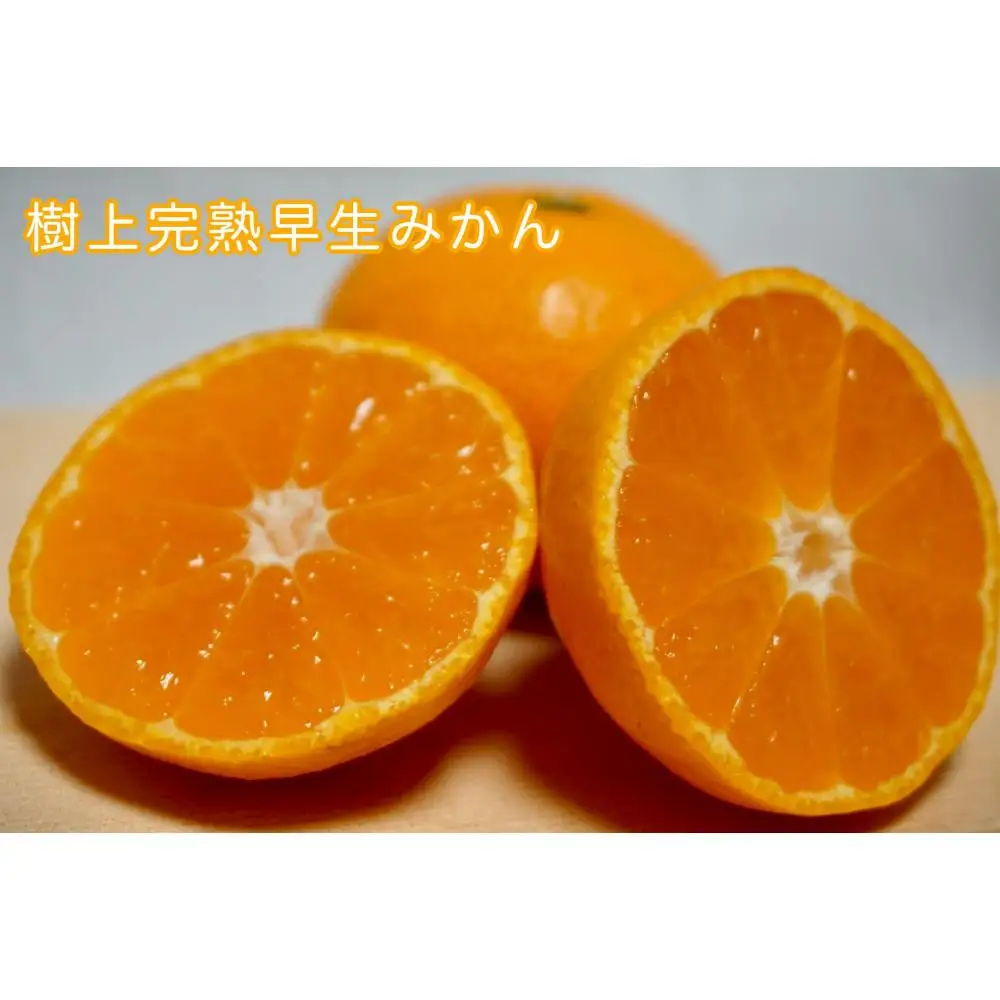 樹上完熟早生みかん 約3kg SS～Lいずれか 山下農園