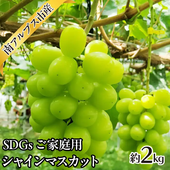 ＜2026年発送先行予約＞SDGs ご家庭用 シャインマスカット約2.0kg  ALPAJ042