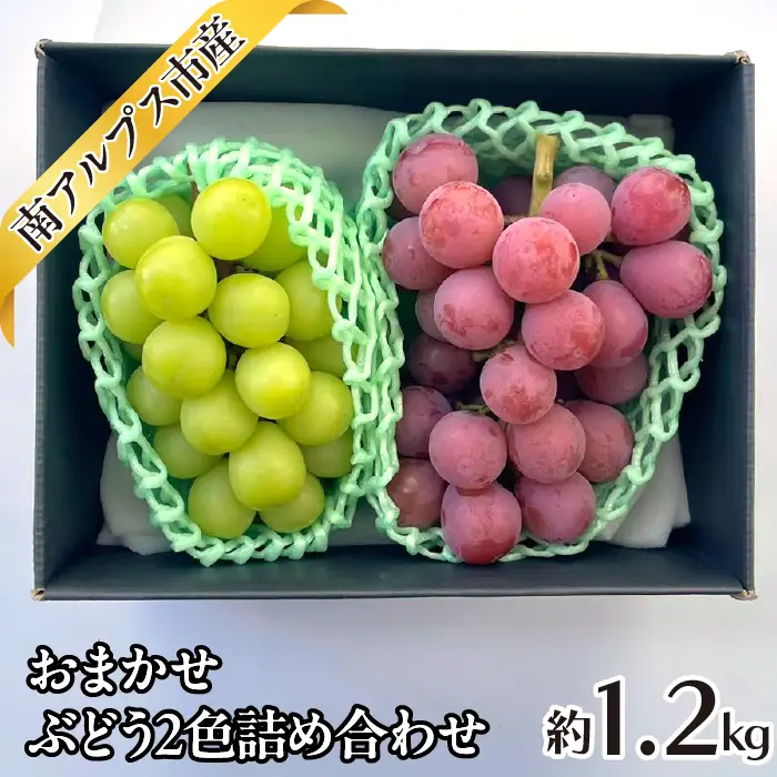 ＜2026年発送先行予約＞おまかせ ぶどう2色詰め合わせ約1.2kg ALPAJ047
