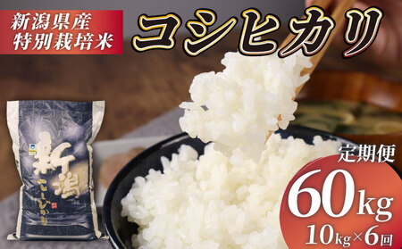 R7年産先行予約 定期便 60kg 10kg×6回 特別栽培米 コシヒカリ コンテスト 入賞米 米 おこめ お米 ブランド米 ご飯 ごはん オニギリ お弁当 玄米 対応可 kome  5kg 2袋  送料無料 数量限定 農家直送 産地直送 国産 川瀬農園 新潟 新発田 kawase4002
