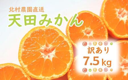 先行予約【2026年11月下旬より発送】濃厚温州みかんご家庭用7.5kg（和歌山天田みかん）みかんの産地和歌山　北村農園直送