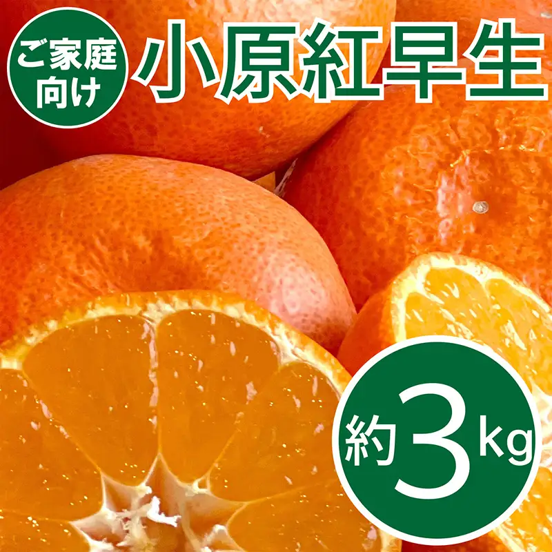 ご家庭向け！真っ赤なお蜜柑「小原紅早生」 約3kg FAH-0018