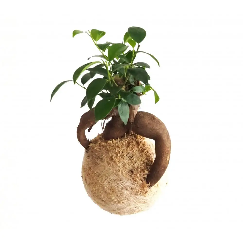 360度楽しめる！吊るせる観葉植物「ハングボール」ガジュマル(Mサイズ)