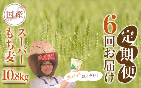 豊橋産スーパーもち麦　定期便 6回（1.8kg×6）