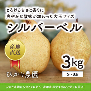 完熟こだわりシルバーベル 3キロ（ひかり農園）