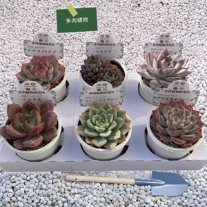 生産者直送！多肉植物セット　2号6㎝ポット　6個　【兵庫県　高砂市　インテリア】