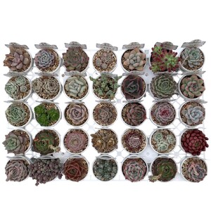 生産者直送!　多肉植物セット　2号6㎝ポット　35個入り　白トレー付き　【兵庫県　高砂市　インテリア】