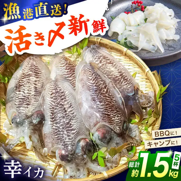【2月-発送】【着日指定】【おいしい南島原 認定】漁港直送！ 活〆 幸イカ 5杯 約1500g / いか　新鮮　海鮮物　刺し身　揚げ物　簡単調理　キャンプ　BBQ / 南島原市 / 深江町漁業協同組合[SBO004]