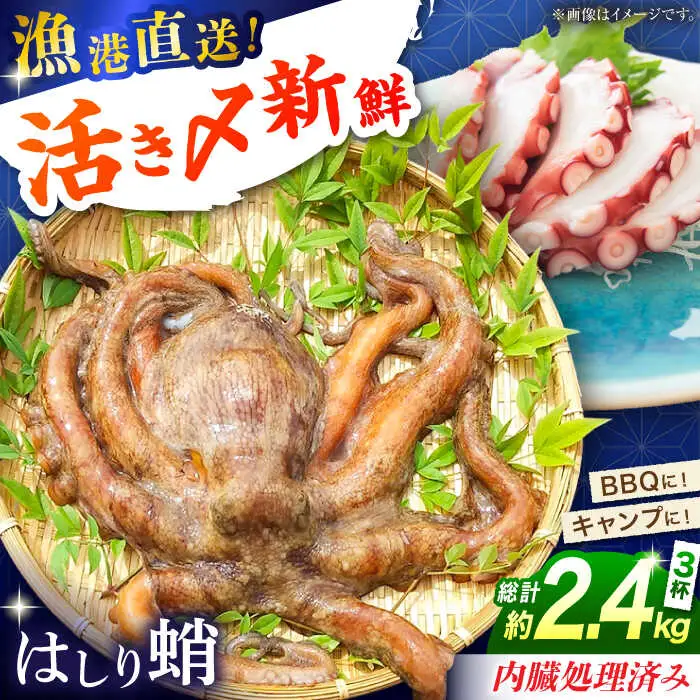 【着日指定】島原半島 はしり蛸(中たこ) 3杯　約2400g / タコ　新鮮　海鮮物　刺し身　揚げ物　酢物　キャンプ　BBQ / 南島原市 / 深江町漁業協同組合[SBO005]