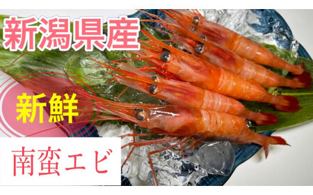 【11月頃発送予定】「南蛮エビ（甘エビ）」650g 新鮮！県北寝屋漁港直送！ 1043005 海老 えび 冷凍