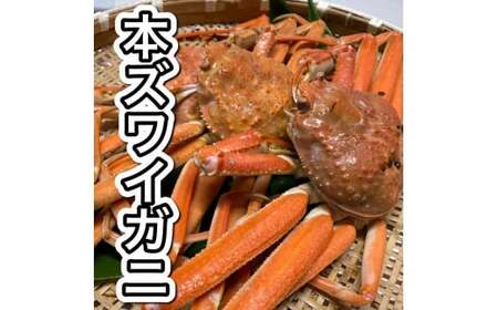 【11月から発送予定】【訳あり】浜茹で 本ズワイガニ 足欠「雄ガニ 3杯（約900g）」1043007 蟹 かに ずわい蟹 ズワイガニ