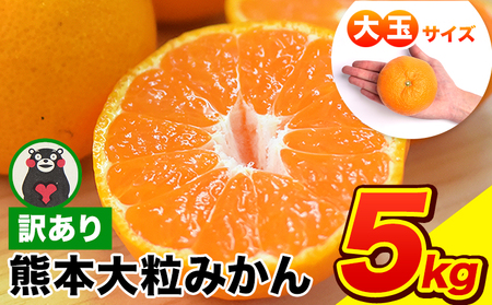 ＜先行予約＞ ご家庭用 熊本 大粒みかん 約5kg (3L～5Lサイズ)大玉 みかん 先行予約 熊本 ちょっと 訳あり 傷 たっぷり 熊本県産 熊本県 期間限定 フルーツ 旬 柑橘 長洲町 大粒みかん《2027年1月中旬-2月末頃出荷》