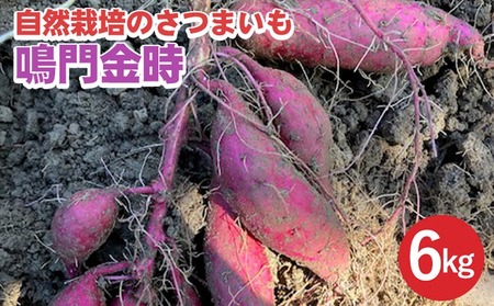さつまいも 6kg 鳴門金時 かたもとオーガニックファーム さつまいも