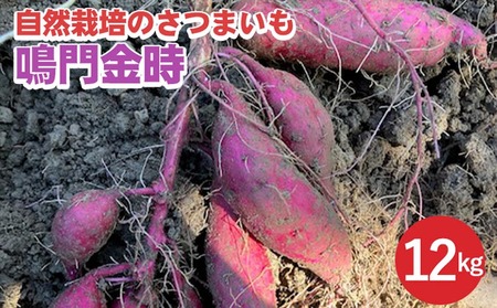 さつまいも 12kg 鳴門金時 かたもとオーガニックファーム さつまいも