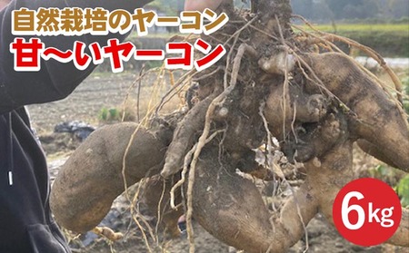甘～いヤーコン 6kg かたもとオーガニックファーム ヤーコン