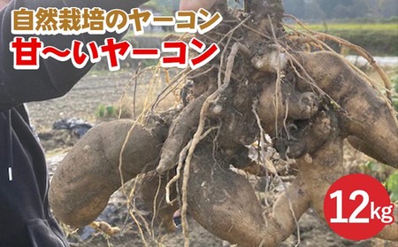 甘～いヤーコン 12kg かたもとオーガニックファーム ヤーコン