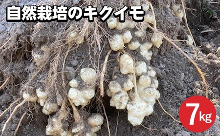 キクイモ 7kg かたもとオーガニックファーム イモ