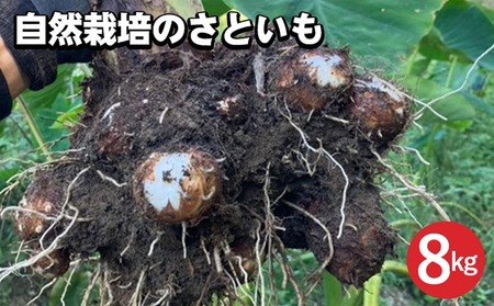さといも 8kg かたもとオーガニックファーム さといも