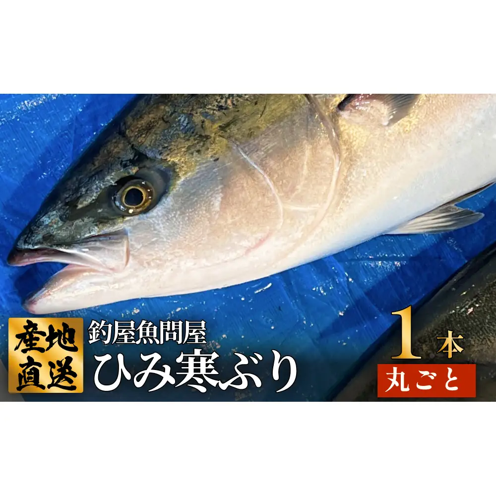 【先行予約】【期間限定】ひみ寒ぶり1本丸ごと 富山県 氷見 氷見漁港 能登 寒ブリ １本 天然鰤 サク 丸ごと 釣屋魚問屋 天然 鮮魚 ブリ 産地直送