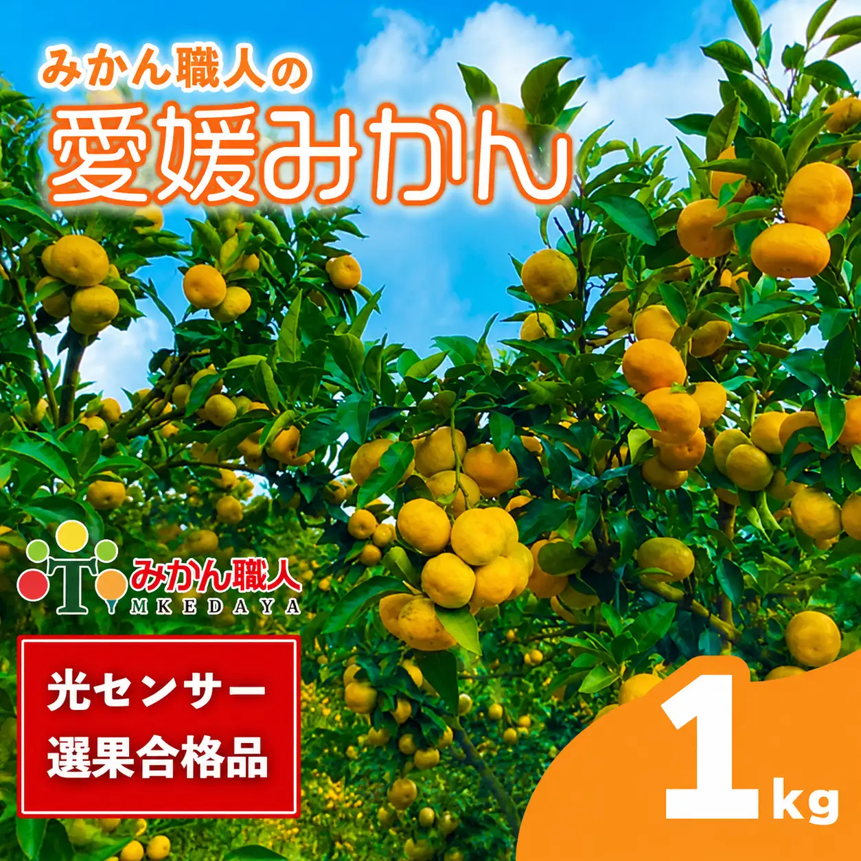 【先行予約】訳あり 愛媛みかん 1kg 人気 みかん 冬 秋 旬 厳選 光センサー選果 柑橘 かんきつ 果物 くだもの 国産  少量 お試し フルーツ スイーツ デザート ご褒美 みかん 蜜柑 大小 サイズ ミックス 不揃い 傷 温州 温州みかん 美味しい 農家直送 地場産品 こだわり みかん職人武田屋 愛媛県 愛南町