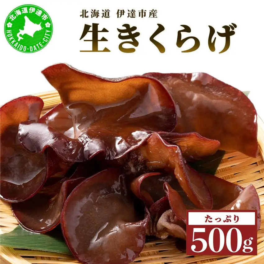 [5525-1107]湘南しいたけ 生 きくらげ 500g きくらげ 木耳 キクラゲ 生 ぷりぷり プリプリ こりこり コリコリ 栄養 ヘルシー ダイエット 中華  アレンジ スープ サラダ 新鮮 きのこ キノコ 弾力 みずみずしい 北海道 伊達市